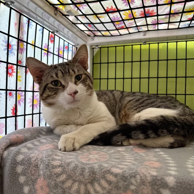 Wayne Frisbee was found wandering into an outdoor cat den belonging to some working #TreeHouseCats in Rogers Park. When the colony caretakers stumbled upon this tabby, they noticed he was quite friendly and unafraid of humans—fit to live in a home. They also noticed he had an ear mite-related wound behind his ear. 👂️❗️⁠
⁠
The caretaker took to Facebook, posting in the Rogers Park News group and asking if anyone knew where Wayne Frisbee came from. Community members suggested contacting us at Tree House after being unable to identify if this friendly kitty belonged to anyone around. 📳 When the caretaker reached out to us, we knew we could help him heal from his wounds, get neutered, and prepare for his Happy Ending—hopefully on our adoption floor.⁠
⁠
Wayne Frisbee is now in our care, and his ear is recovering. 💖⁠
⁠
This holiday season, we’re thankful that we have such attentive colony caretakers in our community who advocate for every kitty they meet! 🌠