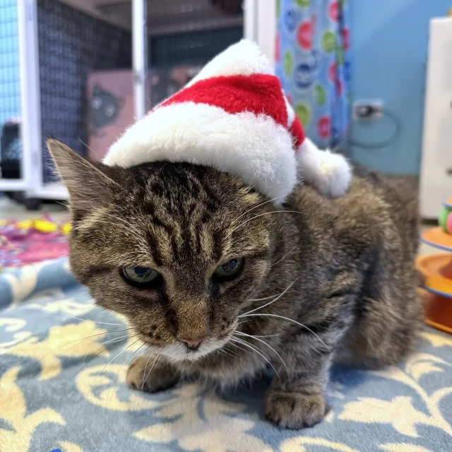 Dearest Tree House FURiends and family, ✍️⁠
⁠
Meow-y Christmas to you all! 🎄🌟⁠
⁠
Sincerely,⁠
⁠
Scallion (with her resting Grinch face) & Bartholomew⁠
⁠
⁠
⁠
🎁 Adopt one (or both) of these two: https://treehouseanimals.org/adopt/adoptable-animals/