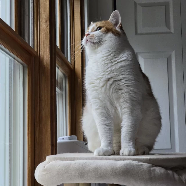 Let’s hear it for the last adoption week of the year. Drumroll, please... 🥁 13 #TreeHouseCats were adopted, including long-stay cat Fabio!⁠
⁠
When we first met this handsome ginger, he was a 2-year-old who quickly found a home in 2018. 🍊 Fabio was returned to Tree House as a senior cat last January—one year ago—when his owner could no longer care for him in their advanced age. Over the past year, #TeamTreeHouse fell in love with Fabio as he transformed from an aloof cat, spending most of his time distancing himself from others on his cat tower, to a friendlier, chatty boy with a new zest for life.⁠
⁠
Fabio has also been a good luck charm on the adoption floor: 🧿 Over 12 months, an astounding 21 of his colony mates have been adopted! As much as we loved the good vibes he brought to his feline friends, we were thrilled to see Fabio find his own adopter.⁠
⁠
We wish Fabio and his new family all the best as they start this next chapter together! Congrats to all the kitties who made the last holiday-time adoptions count!⁠
🎉 Fabio⁠
👁️ Ace Ventura⁠
🥰 Kimothy⁠
😸 Ms. Meows a Lot⁠
🦴 Bonecrusher Smith⁠
👩‍🎤 Meowly Cyrus⁠
👩‍🍼 Mother⁠
🧚 Sugar Plum Fairy⁠
🖥️ Macfree⁠
🖲️ Pico⁠
🖌️ Kuumba⁠
🧑‍🤝‍🧑 Romaine & Escarole