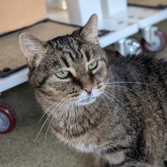 Scallion looks to be our grumpy scallywag! 🤨 But we promise it’s just her face. And it’s so stinking cute! 😍⁠
⁠
Despite being an older gal at 10-years-old, Scallion LOVES to play with her cat dancer or any sort of wand toy. 🎣 She also loves any sort of hidey hut to watch the world from. We can tell you that if you buy a cute cat house, Scallion likely will use it! 🛖 (Unlike all those other kitties who never sleep in the beds their owners buy them!) You want to know some more thing? She’s a social eater: She likes to eat her daily meals when a human companion is by her side. 🍽️💚⁠
⁠
This girl is 100% grumpy and 200% sweet. We can’t wait for you to come to our adoption floor and meet her. 🧡⁠
⁠
👉️ Learn more about Scallion at https://treehouseanimals.org/adopt/adoptable-animals/?id=55871217