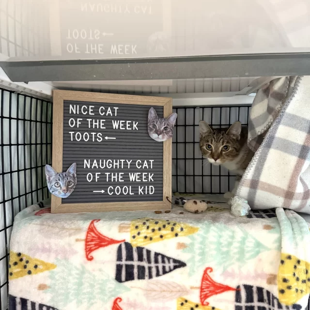 NICE CAT OF THE WEEK: Toots ✔️👍️⁠
⁠
Look at Toots and her Feliway stuffy. 🧸 This shy baby takes a little while to open up to you, but once she does, it only gets sweet from there! You can give her gentle cheek pets, and she’ll begin purring like a motor.⁠
⁠
NAUGHTY CAT OF THE WEEK: Cool Kid ❌️👎️⁠
⁠
Guess who’s back from foster? Cool Kid—the naughty kid on the playground and ruler of our Cat Café—is back, and he’s so ready to play. ▶️⁠
⁠
🔗 Read more about them at https://treehouseanimals.org/adopt/adoptable-animals/