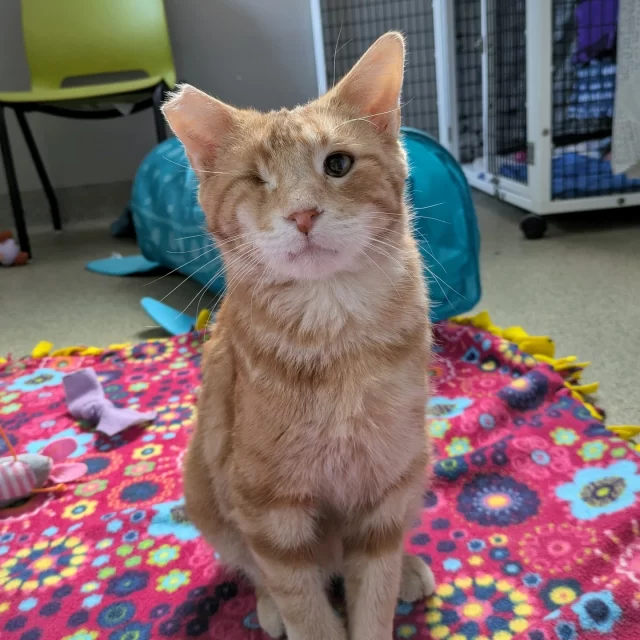 Despite his flame-colored fur, our Yuki is gentle and sweet. At nine years old, Yuki has been through a lot—especially with just one eye… 👁️⁠
⁠
Yuki was transferred into our care from Crawford County Animal Control last August in need of urgent medical care. ⚕️ When he first arrived, he had yellow discharge coming from his right eye socket. It was hard to tell if he even had an eye under there. Our initial thoughts were that he might have been born with anophthalmia (no eye) or microphthalmia (a very small, underdeveloped eye). After a thorough evaluation, our team decided enucleation was the best treatment option for him. We cleaned the socket and closed it off to prevent future infection.⁠
⁠
During his recovery, we also discovered that Yuki had pancreatitis, a stomach ulcer, and a bacterial skin infection. 😔 He’s doing better now, but he still has ongoing inflammation in his pancreas and stomach, so he eats a special prescription fiber diet every day to keep his tummy in check! 🧡⁠
⁠
Simply put: Yuki is a sweet, older fella with some special needs. But with the right adopter, we know he’ll thrive. In return for your care, Yuki will give you all the gentle nuzzles and one-eyed slow blinks. 🥰⁠
⁠
👉️ Learn about adopting Yuki at https://treehouseanimals.org/adopt/adoptable-animals/?id=56596207