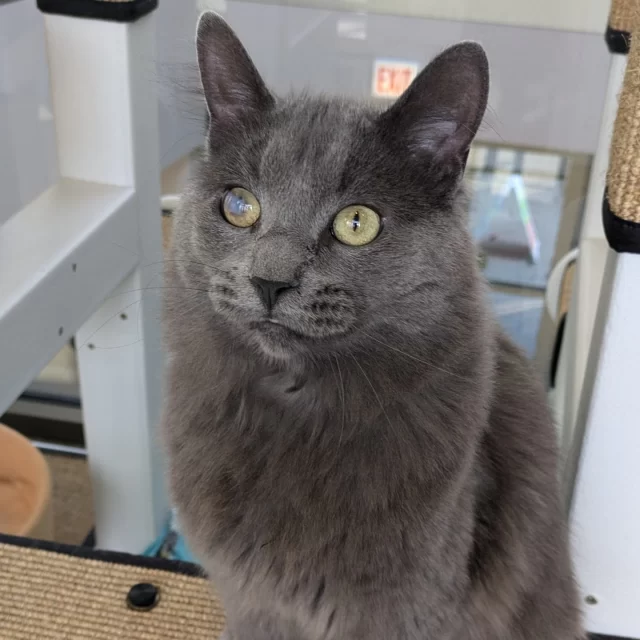 Samson looks pretty charming and mysterious with his one cloudy eye. ☁️👁️ But once you meet him, you’ll find he’s no work, and all play! 🤪⁠
⁠
Samson came to us from Winnebago County Animal Services with a positive feline leukemia (FeLV+) test and a scarred eye with diminished vision. We’re not sure what kind of previous injury caused the scarred eye, but we monitor it to make sure Samson’s not in any pain. (And he’s doing great!) 👍️⁠
⁠
☕️ Samson is our café cat—so you can make an appointment just to hang out with him! And when you do get to meet him, be sure to find and toss around the spring toys, which are his favorite! And don’t forget to let everyone know that he’s ready for adoption. ✅️⁠
⁠
🔗 Learn more about this adoptable bachelor at https://treehouseanimals.org/adopt/adoptable-animals/#sl_embed&page=shelterluv_wrap_1736290368668%2Fembed%2Fanimal%2FTHHS-A-6359⁠
⁠
#TreeHouseCats #Adopt #Chicago #Cats #FeLV #CatCafe