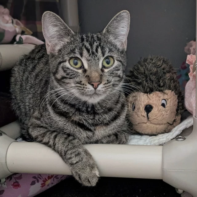 If you’ve visited our adoption floor, you may have noticed that some colony rooms have an extra door within them, leading to a smaller room. These are our “condos.” 🏢⁠
⁠
Condos are reserved for special kitties who need extra space for medical or behavioral accommodations. In Applesauce’s case, she’s a shy girl who hasn’t had it easy adjusting to shelter life.⁠
⁠
Applesauce was transferred from Lawrence County Animal Control in partnership with @‌bestfriends and started off her experience at Tree House fearful of being in a new space. 🤕 We totally understand! Since her arrival, she has been getting some extra time with our team members as they socialize with her and get her more comfortable each day with the new environment. 💞⁠
⁠
In her very own condo, Applesauce has access to her safe space: a cozy pink cave bed where she can retreat if she needs a bit of quiet time. 🩷 As people have come to visit her throughout the days, she’s begun to bond with them through playtime with her favorite fleece wand toy!⁠
⁠
Applesauce would do well with a patient adopter in a home where she can take her time to get used to her new surroundings. And we suspect she might enjoy a friendly feline friend who can show her around! 🐈‍⬛⁠
⁠
🔗 Learn how you can meet and adopt Applesauce at https://treehouseanimals.org/adopt/adoptable-animals/#sl_embed&page=shelterluv_wrap_1736290368668%252Fembed%252Fanimal%252FTHHS-A-6683