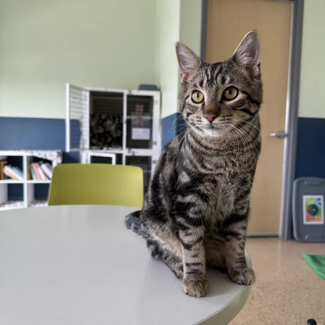 Last week we kicked off adoptions with three FeLV+ (and former cat café) cats—Cool Kid, Baritone, and Tenor—finding their #HappyEndingTails! Stay tuned to hear more about their final chapters with Tree House. 🔔⁠
⁠
In the middle of our adoption week, a special truck came in for an out-of-state transfer, which happens once in a blue moon at Tree House! 🚚 Twenty-two cats were off-loaded from the truck into our care after such a long ride north into the Chicago snow. ❄️ Upon completing their intake exams, several were able to move straight up to the adoption floor, where they immediately met their adopters that weekend! (They’re denoted with an asterisk next to their names.)⁠
⁠
Such a special week yielded 18 adoptions total, eight of which were adult cats. Congratulations to these adults for starting their Happy Endings!⁠
🧑‍🤝‍🧑 Baritone & Tenor⁠
☕️ Cool Kid⁠
👁️ Yuki — our one-eyed senior cutie!⁠
🎙️ Sinatra⁠
🇬🇷 Nico Di Angelo⁠
🍎 Bushel*⁠
🔉 Squeak*⁠
⁠
And we couldn’t forget to congratulate these kittens on their adoptions:⁠
Deltana & Casey Jones*⁠
🤴 Kington*⁠
🚌 Decker*⁠
🚪 Knock Knock*⁠
🎤 Ed Sheeran*⁠
🐭 Mickey Flykick*⁠
🧀 Bleu Cheese*⁠
🏐 Elastic⁠
🎸 Dweezil