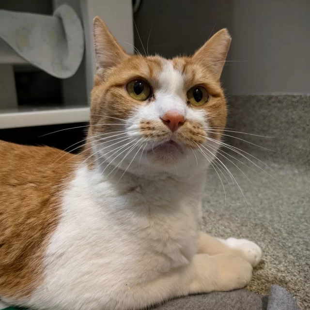 This ginger-and-white kitty will steal your heart—if you can help protect his. 💕⁠
⁠
Currently housed in a condo at Tree House, Fugazi loves receiving pets from visitors, showing off his biscuit-making skills, and playing fetch with his favorite mouse toys! He’s one of the most affectionate kitties on our adoption floor. 🥰⁠
⁠
Fugazi is a seven year old mister who came to Tree House last August with some special medical needs, including a heart murmur for which he takes daily medication. 🩺💊He's been waiting patiently for an adopter with a big heart who's ready to take him to a loving home with blankets to knead on and toys to pounce on. ⁠
⁠
🤝 Meet Fugzai: https://treehouseanimals.org/adopt/adoptable-animals/#sl_embed&page=shelterluv_wrap_1736290368668%2Fembed%2Fanimal%2FTHHS-A-6392