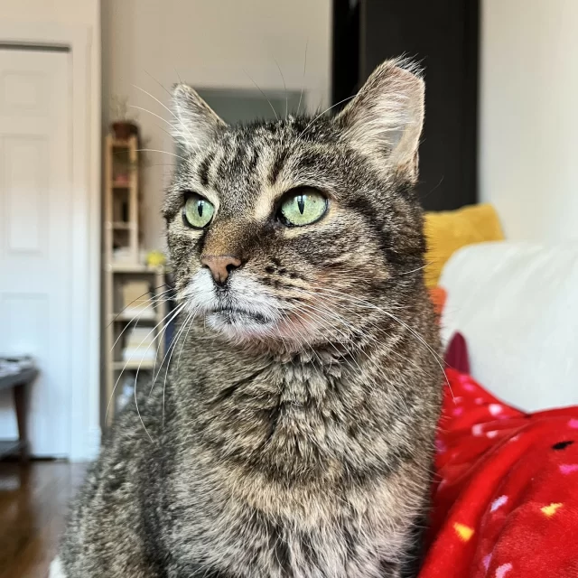 Remember this sweet senior gal from our adoption floor? 🥺 Well, Scallion’s purr-fect Happy Ending Tail has at long last arrived! 💓📖⁠
⁠
Scallion kept her name but upgraded to a cozy home with plenty of sunbathing spots and windows to watch the world go by. ☀️ She loves curling up with a warm blanket, especially on chilly winter days, but don’t let that fool you—this bright-eyed tabby is full of energy and loves playing with her favorite wand toys for hours!⁠
⁠
Since leaving Tree House, Scallion's new chapter has been full of fun, comfort, and some well-deserved pampering. She enjoys her meals with company (and impeccable manners!)—but she definitely appreciates a little extra indulgence, like a good sprinkling of Friskies on top.⁠
⁠
With a bit of medication to keep her feeling her best, Scallion takes it all in stride like the champ she is—minimal fuss, maximum cuteness! She’s also quite the chatterbox, calling for extra attention when she wants it, which is often! 🗨️⁠
⁠
Her affectionate nature and loving personality have made her the most amazing addition to her family, and they couldn't be happier to have her in their lives.