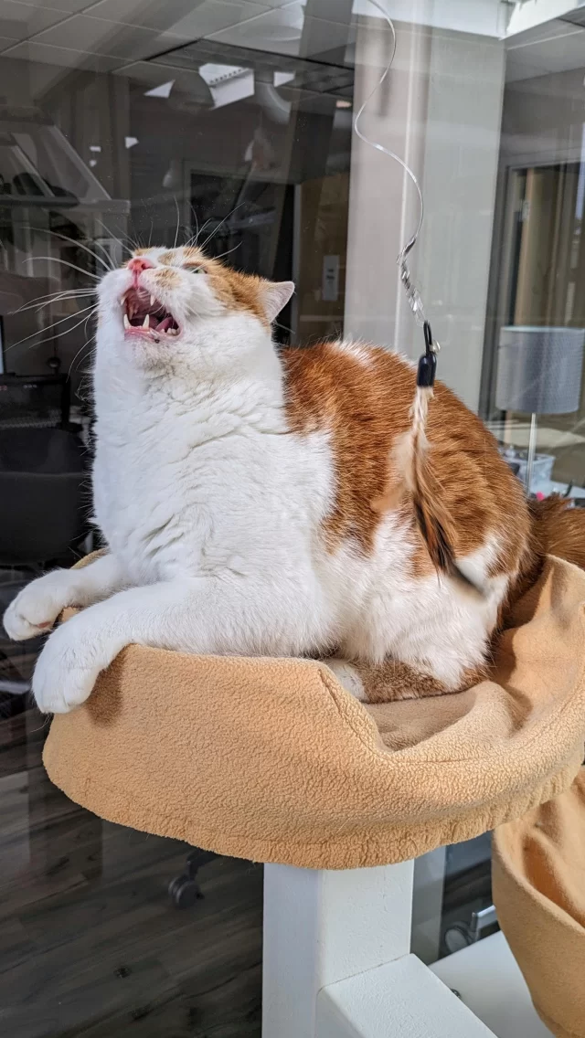 Fabio is so… delighted. 🫣

#TreeHouseCats #ShelterCats #Cats #Chicago #Adopt #CatCafe #Foodie #CatLover #InstaCat