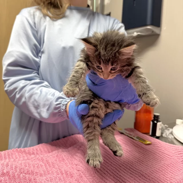 If you’re a #Chicagoan, you’ll know who these babies are named after. 🏙️😽⁠
⁠
The first kitten is named Mullen. Her siblings are Wild Goose, Flanagan, Schuba, Victor, & O’Donovan. Their mama? That’s Mrs. Murphy.⁠
⁠
This litter was visiting us from foster care for a vet exam. We know they're cute, but they’re not old enough for adoption yet—and they’re certainly not old enough to visit their namesakes! 🤣⁠
⁠
If you know, you know. 🍻