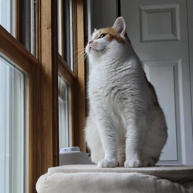 When Fabio arrived at Tree House Humane Society, he had a hard time using his litter box and wasn’t very affectionate. 💔 But with medical care and behavioral support, everything changed. Fabio’s journey reminds us that with time and love, even the most misunderstood cats can thrive. Thanks to supporters like you, Fabio received the care he needed, overcame his litter box issues, and became a loving companion to his foster and all his caretakers. 🤭⁠
⁠
Cats like Fabio are still waiting for a chance to thrive. Your support provides the care, attention, and interventions they need to live healthy, happy lives. Can they count on you? 🤝⁠
⁠
👉️ Donate at https://donate.treehouseanimals.org/campaign/656254/donate?c_src=social&c_src2=fabio