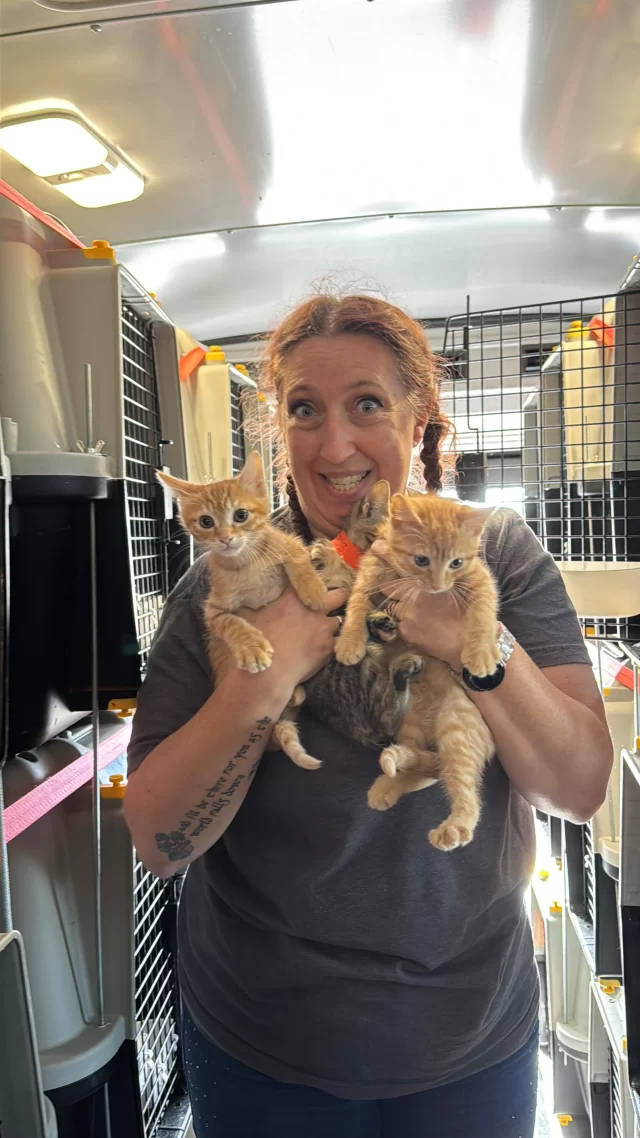 A big red school bus just rolled up to Tree House—with 20 cats all the way from Florida! 🐾🚍

Our friends at @furryfriendsjupiter drove 20 hours with 50 cats, bringing 20 to Tree House and 30 to @anticruelty . Thanks to this incredible partnership, cats from municipal shelters in southern Florida now have a second chance at finding loving homes right here in Chicago.

Animal welfare is a team effort, and we’re proud to be part of a community that helps animals move forward into bright futures. These cats will be on our adoption floor soon—just in time to enjoy Summertime Chi! ☀️🐱

#TreeHouseCats #AnimalShelter #RoadTrip #Cats #Florida #Chicago