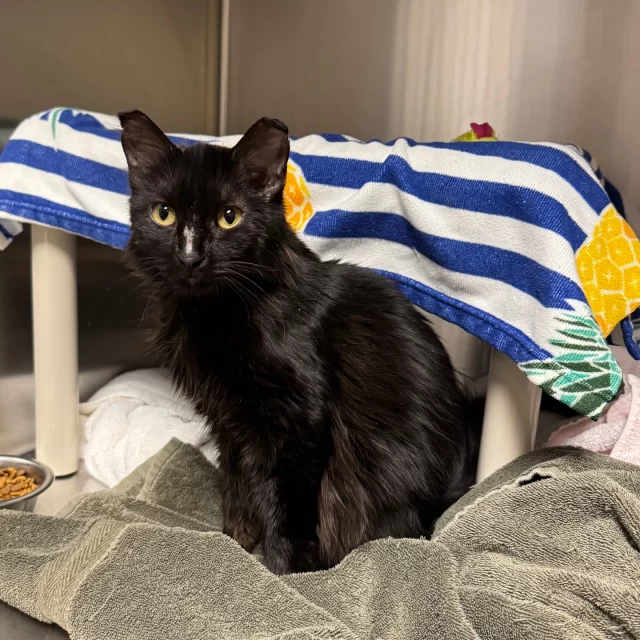 Meet Clover—our lucky girl in the resident clinic! 🍀

This sweet little one has a scratch on her nose and frostbite on her ears. She was found outside, but it’s clear she’s never lived out there before. 🙅

A Good Samaritan discovered Clover abandoned in a box outside their home after her owners moved away. While we don’t know who left her there, her rescuer has been reaching out to neighbors to piece together the story. 📓

Typically, when a stray cat shows signs of being lost—like a collar or microchip—we put them on a “stray hold” for 10 days while we try to reunite them with their owner. In Clover’s case, she had a flea collar on but if we confirm she was intentionally left behind, we can cut the stray hold short and welcome her into the Tree House family. 🧑‍🧑‍🧒‍🧒

Right now, we’re waiting for more information, but one thing’s for sure—Clover will receive all the love and care she deserves, as we await her outcome. 💚