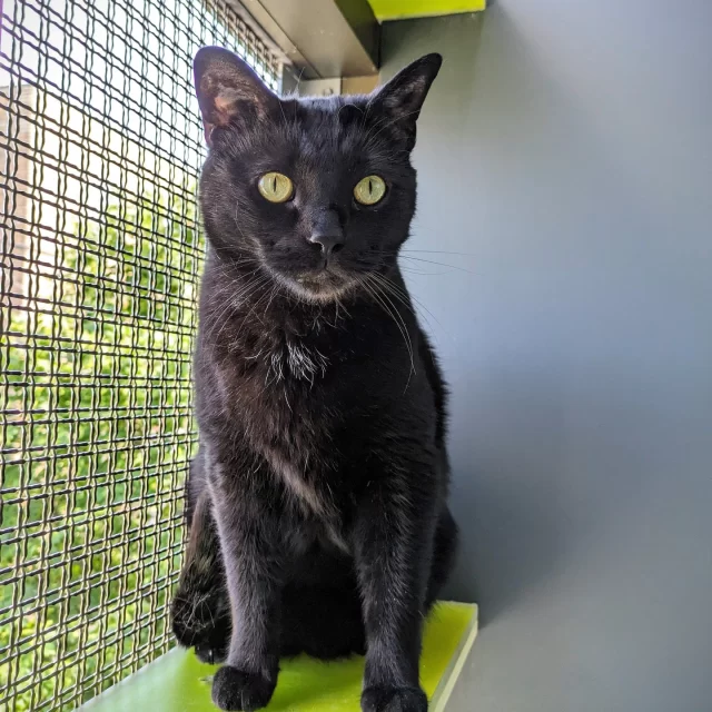 Ever noticed the screened-in balconies on our shelter building? 👀⁠
⁠
Thanks to the incredible support of our friends and community, we built catios in all nine colony rooms on our adoption floor in 2016! When Chicago temperatures reach at least 65°F, we open the cat doors, giving #TreeHouseCats the option to enjoy fresh air and city sounds safely. 🏙️🌞⁠
⁠
Before Midnight was adopted, the catio was his favorite hangout spot. While it’s still a bit too chilly to open them up every day this week, we’re hoping that warmer days are just around the corner! 😎⁠
⁠
Happy National Catio Day! 😸