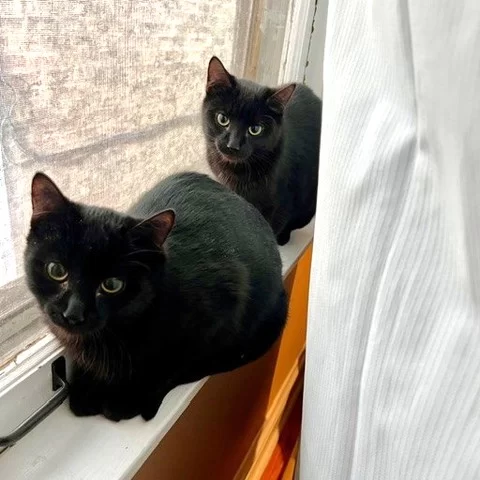 Last week, twelve #TreeHouseCats were adopted! 1️⃣2️⃣ This includes five kitties who traveled all the way from Florida on a big red school bus 🚌 with @‌furryfriendsjupiter as transfers from @‌trulyallcats and @‌colliercountydas. (These cats are denoted with asterisks.)⁠
⁠
🧑‍🤝‍🧑 Aerial & Round Off⁠
🧑‍🤝‍🧑 Cartwheel & Tumble⁠
👑 Reyes⁠
🐭 Mouse Trap⁠
🧹 Amelia Bedelia*⁠
🍤 Gator Nugget*⁠
🍤 Boudin Ball*⁠
🍤 Hushpuppy*⁠
🥩 Sweet Baby Ray—pictured with Dr. Foose!⁠
💔 Bennifer*