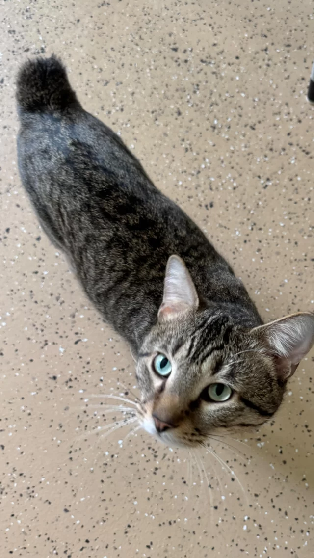 Oh my God, Becky, look at that BOBTAIL! 😱

Beary McBearFace has the cutest bobtail, and we had to share. You can hang out with this fella and his other café cat friends, Big Bear (and a secret third “bear”), 👀 in our Cat Café Lounge when you book an appointment at https://treehouseanimals.org/cafe/

😏 Interested in adopting this FeLV+ kitty? Check out his profile at https://treehouseanimals.org/adopt/adoptable-animals/#sl_embed&page=shelterluv_wrap_1737043975%2Fembed%2Fanimal%2FTHHS-A-14978

#TreeHouseCats #Bobtail #Cats #ShelterCats #CatCafe #FeLV #OMGBecky