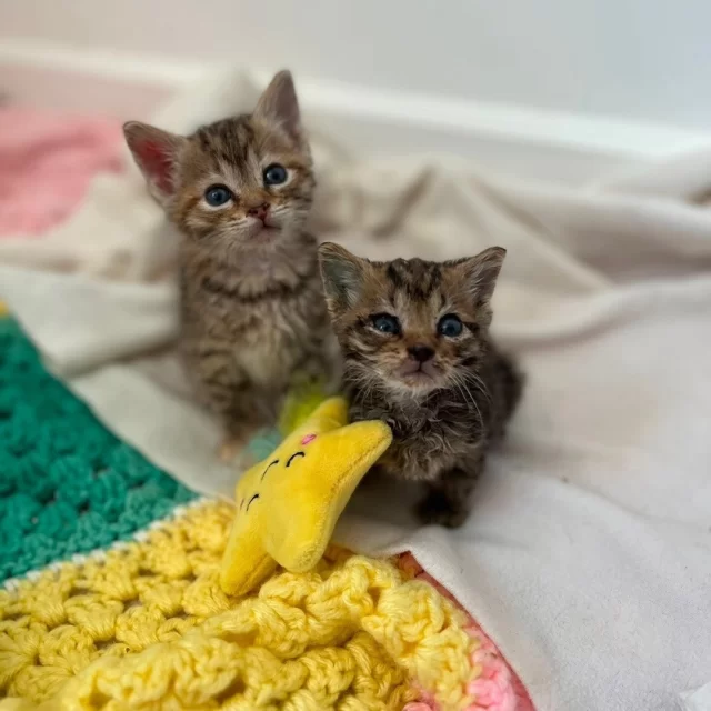 A little sizzle and a lot of sweetness is here to grace your feed with some delicious news—this bonded pair found their Happy Ending Tail at lightning speed! ⚡️⁠
⁠
Bow Tie and Lapel, now Brisket and Maple, weren't at Tree House long before one of our Client Service Coordinators fell in love with this itty bitty duo. They and their partner were waiting for the right time to adopt, and with Brisket and Maple, they knew instantly these two were the ones for them. 🥰⁠
⁠
Cuddly, kind, loving, and silly, Maple and Brisket are already living the dream with their new family! These two didn’t waste a single moment jumping into their next chapter of adventure together.⁠
⁠
Brisket’s signature move lately is finding the coziest nap spot and snuggling as close to their faces as possible (personal space—who needs it?). Meanwhile, Maple is a hide-and-seek champion, often found lounging behind the shower curtain like a stealthy little ninja. Together, these two still have endless kitten energy and put their hunter instincts to the test by pouncing on their favorite crinkly snake toy! 🐍⁠
⁠
Every day in kittenhood comes with a new discovery, and most recently, they've learned how to reach new heights—even if that happens to be the top shelf of the closet!⁠
⁠
Brisket and Maple’s fame has also spread beyond their home as they’ve become Zoom regulars, making guest appearances during WFH meetings. 🖥️ And of course, what cat can resist resting on a keyboard when you need it?⁠
⁠
These two are growing up so fast, and alongside their adoring adopters, we know they’re in for a lifetime of love, laughs, and endless shenanigans!