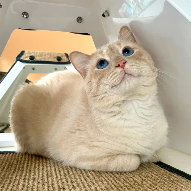 A lucky total of 13 #TreeHouseCats were adopted last week, including long stay cat FABIO! 🤩⁠
⁠
Congratulations to the nine adult cats who get to start a new Happy Ending:⁠
❤️‍🔥 Fabio⁠
🤴 Heartbreak Prince⁠
🌶️ Red Hot Kitty Pepper⁠
🌼 Honeysuckle⁠
🦆 Quirky Quack⁠
🫶 Eostra⁠
🎤 Nelly⁠
🌙 Neon Moon⁠
😋 Gobblepaws⁠
⁠
And good luck to the four kittens who we’re sure will have an exciting start with their new families, especially the trio that was adopted together:⁠
3️⃣ Punisher, Huntress, & Night Thrasher⁠
🎢 Funnel Cake