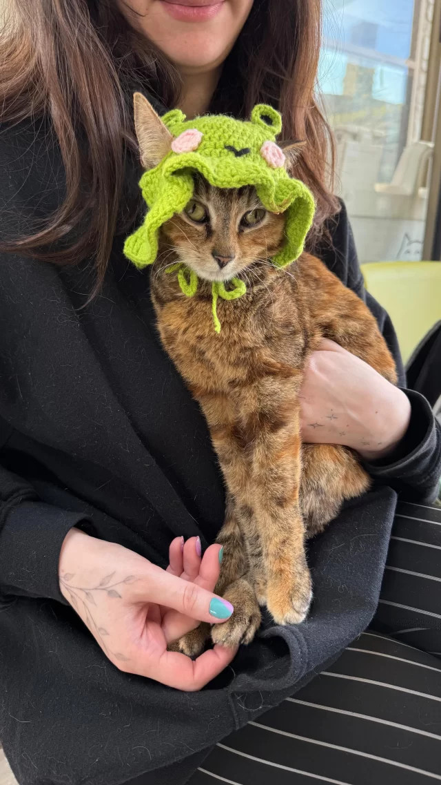 They’ve been waiting for MONTHS to meet you! 🗓️

These #TreeHouseCats have spent quite some time with us, ready to be adopted. 

⏱️ Fink — this girl has been waiting for 12 months!
⏱️ Korra — 9 months
⏱️ Mashumaro — 8 months
⏱️ Tweety — 3 months
⏱️ Big Bear — 2 months
⏱️ Honeysauce — 2 months

We know patience pays off, and they’ll meet the perfect adopter soon. Could that be you? 🫵

Speaking of time: today is the FIRST DAY of our Spring #EmptyTheShelters event! Thanks to @bissellpets , adoption fees for these adult cats (and many more) are just $70.

Reduced adoption fees apply to cats 6 months and older — but only through May 15, so don’t wait to meet your match! ⏰

@bissellpets #Adopt #Adoption #Chicago #Cats #sheltercats