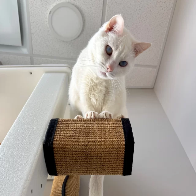 Look into her eyes, and see her heart. 👀➡️🤍⁠
⁠
Mashumaro’s cloudy eyes may begin to tell a story to some, but what truly outshines her past is her confidence. This is clear to everybody who has met this striking kitty.⁠
⁠
When you support #TreeHouseCats like Mashumaro, you create possibilities where others see limitations. You declare that every feline life has value—regardless of their challenges or how long they have waited for their Happy Ending. 💌⁠
⁠
🐾 “Raise your paw” for cats in need, and your gift will be matched during this limited time: https://donate.treehouseanimals.org/campaign/671970/donate?c_src=social&c_src2=mashumaro