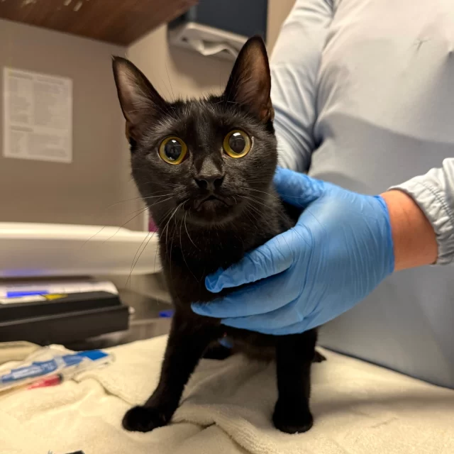 It is with heavy hearts that we share the news of Yemaya’s passing. 💔🌈⁠
⁠
Just three weeks ago, Yemaya came into our care as a pregnant stray and delivered five healthy kittens overnight in our clinic. Yemaya and her kittens went straight into foster care so that she could nurse them until they were ready for adoption. 🤱⁠
⁠
An emergency appeared, as Yemaya began having seizures. Our team acted quickly to start treatment and search for the underlying cause. Tragically, the seizures caused a pulmonary edema (fluid build-up in her lungs), which led her to stop breathing. Attempts at CPR were unsuccessful, and Yemaya passed away naturally, in the arms of her foster pawrent. ⁠
⁠
We are grateful to Yemaya’s foster Julie for opening her heart and home to Yemaya and her kittens, and providing love and care to Yemaya until her passing. 💓 Julie shared kind words about Yemaya’s unforgettable spirit:⁠
⁠
“[Yemaya] was just such a good cat and a good mom and she was only one [year old]. I wonder why a seemingly powerless, penniless, no fame little mama cat whose birthday was even unknown has such great power to touch human hearts and make us weep for her all day long? I think the answer lies in her selflessness, her love for her kittens and her two-legged friends.”⁠
⁠
What happens now with Yemaya’s kittens? They will continue to be bottle-fed by Julie until they are ready for adoption. 🍼 Finding them loving homes will be the best way to honor Yemaya’s spirit. 🏠️
