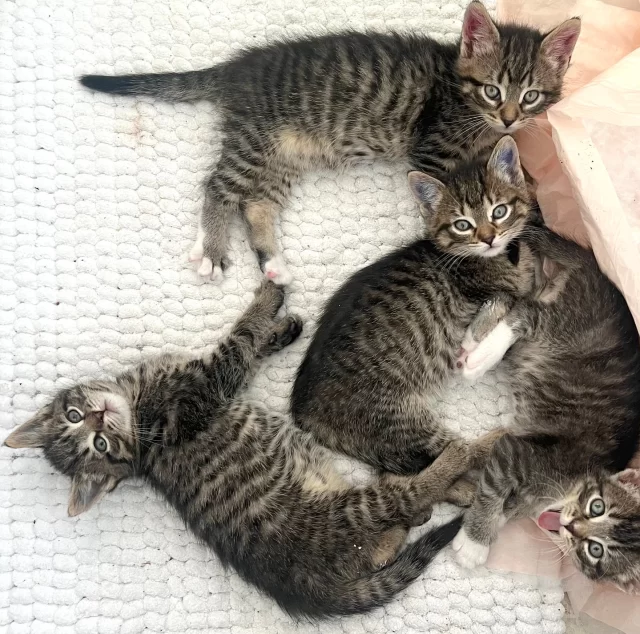 A few tickets are left for our Kitten Shower taking place on Saturday, May 10! ☔️🌷⁠
⁠
Let’s shower these kittens with everything they need to grow, play, and thrive. We can’t wait to celebrate with you—whether in person or in spirit!⁠
⁠
🎟️ RSVP: https://treehouseanimals.org/2025KittenShower (click on the link in bio!)⁠
⁠
🎁 You can still support the Kitten Shower by making a donation from our wish list: https://bit.ly/THKittenWishList