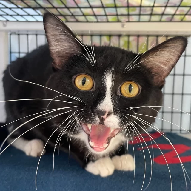 Thirteen #TreeHouseCats were adopted last week! That’s thirteen more bowls of cat food placed on the floor in homes across Greater Chicagoland each morning, and that’s thirteen more kitties greeting their families at the door each evening. 🏘️💚⁠
⁠
Congratulations to these cats on finding their new families:⁠
🧑‍🤝‍🧑 Trixie Mattel & Bob the Drag Queen⁠
🔥 Oshun⁠
🍰 Sugar Whiskers*⁠
💜 Violet Dream*⁠
🚗 Herbie*⁠
🎭️ Pedro Pspspescal*⁠
🦘 Parkour Princess*⁠
⚾️ Sean Murphy*⁠
📕 Skippyjon Jones*⁠
👖 Blue Jean Baby*⁠
🐤 Black Canary*⁠
🥤 Lime Spindrift*⁠
⁠
*These cats were adopted with reduced fees thanks to BISSELL Pet Foundation’s #EmptyTheShelters event, taking place now until May 15. Come in and adopt an adult cat at Tree House for just $70!