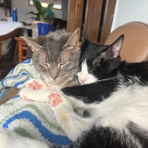When Sweet Baby Ray arrived at Tree House as an injured stray, he was recovering from a wound on the back of his head that left a distinctive patch of missing fur. His adopter lovingly dubbed him Brother Jeremy, inspired by his peaceful demeanor and that unique “haircut.” 💇‍♂️💈⁠
⁠
From the start, Brother Jeremy was confident and content in his new home. As he settled in, his sweet and silly personality brought joy and curiosity into the life of his feline sister. “They still occasionally get jealous when it comes to lap time,” his adopter shared, “but I can tell my resident cat appreciates the companionship.” 🤣💓⁠
⁠
From stray to beloved companion, Brother Jeremy is a reminder that healing, love, and a little humor can lead to the happiest of tails. 📖