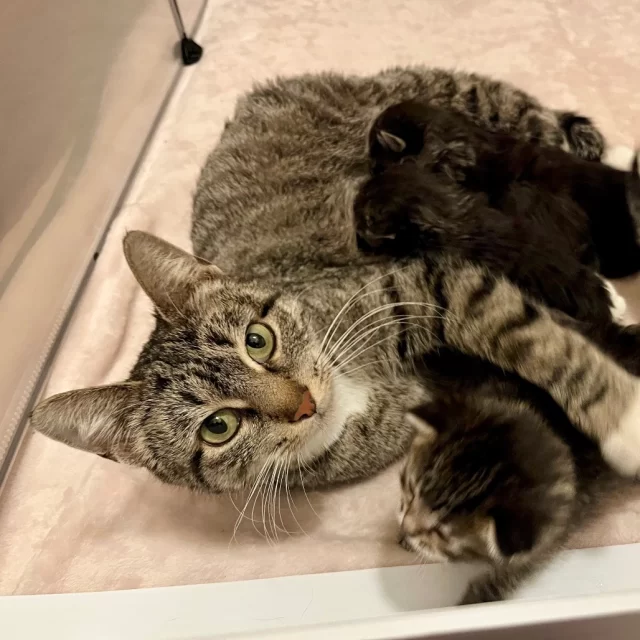 Remember the “pub” kittens—named after local Chicago north side bars? 🍻⁠
⁠
It’s no surprise to us that they all flew out the door the weekend they were available on our adoption floor. But one special kitty remains: their mama, Mrs. Murphy. 🥺⁠
⁠
During #KittenSeason, mama cats often get overlooked at shelters. But mama cats can be just as loving, cute, and playful as their kittens!⁠
⁠
Mrs. Murphy is estimated to be about three years old, and she is known to love human company, especially at mealtimes! She’s a social eater and enjoys a dinner date every night. 🍽️ Not only was she great with her own kittens—a former caretaker noted that Mrs. Murphy was great with human kids, too! 💕⁠
⁠
Give a young former mama a chance to be a baby again in your family. 👶 From now until May 15, Mrs. Murphy’s adoption fee is reduced to just $70, thanks to BISSELL Pet Foundation’s #EmptyTheShelters event!⁠
⁠
🔗 https://treehouseanimals.org/adopt/adoptable-animals/#sl_embed&page=shelterluv_wrap_1737043975%2Fembed%2Fanimal%2FTHHS-A-14933