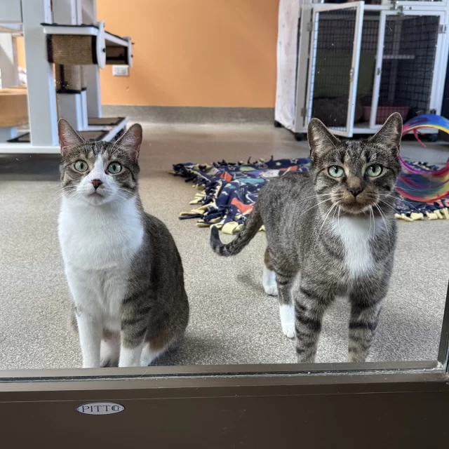 What’s better than one cat? Two cats! 😻😻⁠
⁠
Our #BetterTogether bonded pairs, aged six months and older, are waiting for the perfect home—together! Thanks to BISSELL Pet Foundation’s #EmptyTheShelters, these #TreeHouseCats each have a reduced adoption fee of just $70 until May 15. (That means you can bring home a dynamic duo for $140!)⁠
⁠
Meet these besties, who are certified Better Together and can’t go home without each other!⁠
🧑‍🤝‍🧑 Hera & Morrigan⁠
🧑‍🤝‍🧑 Sweets & Roses⁠
🧑‍🤝‍🧑 McRib & Mazzy Star (available from their foster home)⁠
⁠
🔗 https://treehouseanimals.org/adopt/adoptable-animals/