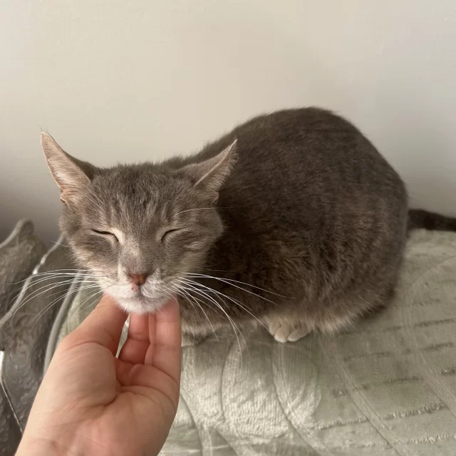 Our #EmptyTheShelters event is happening right here at the shelter—but it’s also happening beyond our walls! 😮⁠
⁠
Thanks to BISSELL Pet Foundation, several of our foster cats are ready to meet their new families from the comfort of their foster homes—all with a reduced adoption fee of just $70. 🥳⁠
⁠
🏠️ Fink⁠
🏠️ Foggy⁠
🏠️ Mazzy Star & McRib (each cat gets the discounted fee!)⁠
⁠
These #TreeHouseCats know there’s no place like home, which is why they can’t wait to move from their foster homes into their new family homes!⁠
⁠
👉️ Read more about them at https://treehouseanimals.org/adopt/adoptable-animals