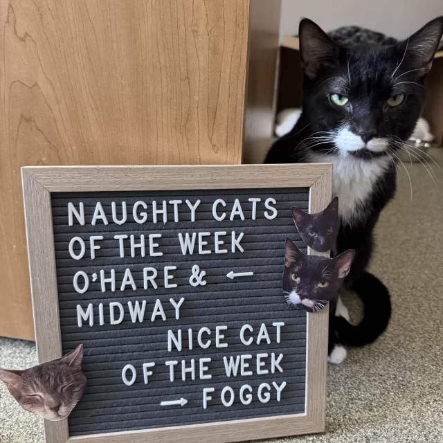 NICE CAT OF THE WEEK: Foggy* ✔️👍️⁠
Looking for a cat to ride your shoulder? He’s your man! 🦜⁠
⁠
NAUGHTY CATS OF THE WEEK: O’Hare & Midway ❌️👎️⁠
The enrichment toys are FLYING off the shelf, thanks to our “airport” boys' mischievous antics. ✈️⁠
⁠
*Foggy is eligible for the #EmptyTheShelters reduced adoption fee of $70 until May 15, from his foster home, thanks to BISSELL Pet Foundation!⁠
⁠
🔗 Adopt Foggy: https://treehouseanimals.org/adopt/adoptable-animals/