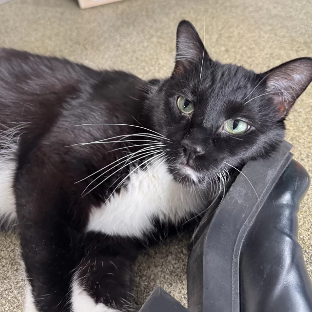 Hungry, Hungry Honeysauce… no more?! 😱⁠
⁠
For weeks, Honeysauce was that guy—the first to the door, nose in every pocket, always on the prowl for snacks. His snack radar was unmatched. 🧭⁠
⁠
To help this snack-loving sweetheart chill out a bit, our cat care team turned mealtime into a scavenger hunt! By hiding bits of kibble around his room, “Mr. Sauce” started foraging—and stopped begging. Now he’s way more relaxed, loving his catio time, and just wants to hang with his favorite humans. 👨‍👩‍👦🐈️⁠
⁠
If you take Honeysauce home, he’d love a house that supports his snack-sniffing hobby. That way, when you get home, all he wants to do is curl up and keep you company. 🛋️⁠
⁠
💰️ His adoption fee is just $70 this week (so you can spend more on treats!) through Thursday, May 15, thanks to @‌BISSELLPets #EmptyTheShelters!⁠
⁠
🔗 https://treehouseanimals.org/adopt/adoptable-animals/#sl_embed&page=shelterluv_wrap_1737043975%2Fembed%2Fanimal%2FTHHS-A-6401