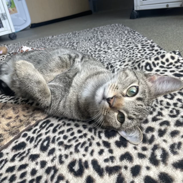 Sweets and Roses might sound like a delicate, romantic duo—but these sisters are way more rom-com chaos than Nicholas Sparks! 💕🎬⁠
⁠
When they first joined us as #TreeHouseCats, Sweets and Roses were shy and gentle. But over the past few weeks, we've gotten to know their true personalities: playful, curious, and just a little bit wild. ⁠
⁠
Our cat care team says these two are hands-down the messiest pair on the adoption floor. Every morning, it looks like a mini tornado hit their space 🌪️—litter everywhere, toys flung across the room, food bowls upended. And honestly? We love it.⁠
⁠
Because that mess means fun. It means they're thriving, bonding, and living their best lives together. And that’s exactly why they must be adopted as a pair. 💫⁠
⁠
Take them home, and you’ll get the best of both worlds: sweet, quiet cuddle bugs by day... and mischievous little party animals by night. 🐾⁠
⁠
The two of them are $70 each this week until Thursday, May 15, thanks to @‌BISSELLPets #EmptyTheShelters!⁠
⁠
🔗 https://treehouseanimals.org/adopt/adoptable-animals/