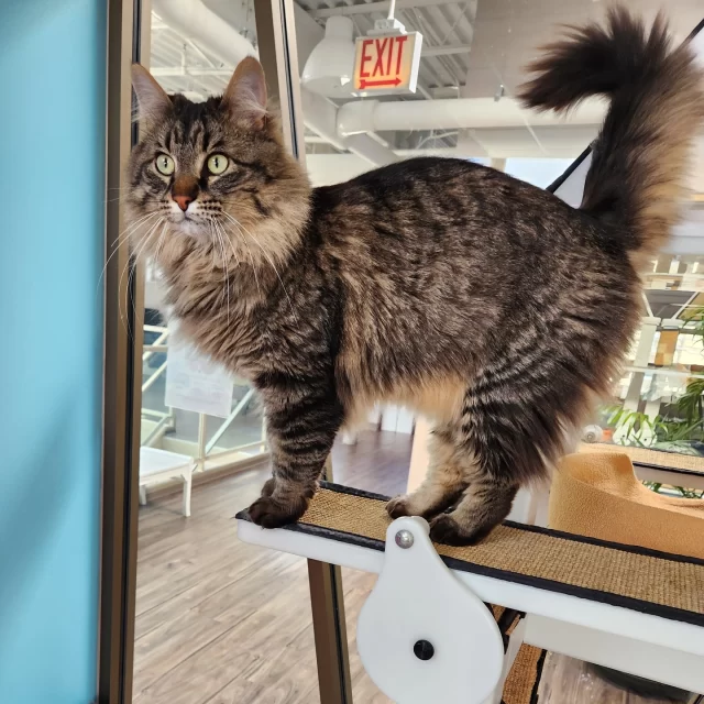 Fifteen #TreeHouseCats were adopted last week—and 13 of them* had reduced adoption fees, thanks to @‌BISSELLPets #EmptyTheShelters event! Tomorrow (Thursday, May 15) is your last chance to adopt at a lower cost and help us empty the shelters!⁠
⁠
🧑‍🤝‍🧑 Hera & Morrigan*⁠
🧑‍🤝‍🧑 Orange Cassidy & Fried Twinkie*⁠
🍺 Mrs. Murphy* — this mama cat got adopted just in time for Mother's Day!⁠
🏀 Hoops*⁠
💅 Cattitude*⁠
👢 Puff N Boots*⁠
👮 Undercover Kevin*⁠
©️ Copy*⁠
💄 Stormi*⁠
👨‍🎤 Ziggy*⁠
🍪 Elephant Ear*⁠
🐕️ Clifford⁠
🐕️ Courage⁠
⁠
*Cats with asterisks were adopted with reduced fees.