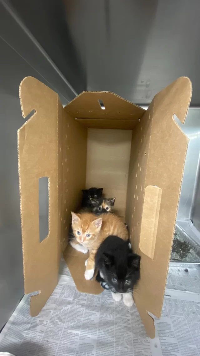 Nothing says #KittenSeason like municipal shelters overflowing with kittens and their mamas. ☔️

Every cat deserves a healthy start and a brighter future. That’s why we regularly welcome cats and kittens from @chianimalcareandcontrol , providing the foster care, medical support, and space they need to thrive. 

As the weather warms up, CACC is experiencing a constant influx of animals. Transferring cats to our shelter helps free up space for new arrivals. With limited room and growing numbers, it’s overwhelming—for the animals facing an uncertain future, and for the dedicated staff working tirelessly to save them.
Every cat adopted from Tree House is spayed or neutered, helping build a healthier, more compassionate future for Chicago’s feline community. 💛

#TreeHouseCats #Kittens #Cats #ShelterCats #Foster #Adopt #Chicago