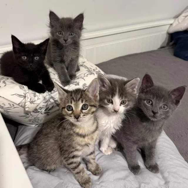 Nineteen #TreeHouseCats were adopted last week, including three of Yemaya’s kittens! 👶⁠
⁠
Yemaya was a sweet mama cat who passed away two months ago—the best way we can honor her legacy is to make sure her kittens found loving homes. Together, we’re making good on that promise. 💗🌈⁠
⁠
Congratulations to these four adult cats for starting a new chapter in their lives:⁠
🍯 Honeysuckle⁠
💐 Lilly⁠
☺️ Verla⁠
🦝 Rocky Raccoon⁠
⁠
And good luck to the 15 babies who tumbled in and out of our adoption floor in their classic kitten style:⁠
🌊 Little Love⁠
🌊 Eros⁠
🌊 Kama⁠
🍝 Rigatoni⁠
🍝 Macaroni⁠
🗣️ Echo⁠
🗣️ Gunner⁠
🧸 Baby All Gone⁠
🧸 Talk with Me Tammy⁠
🧸 Stretch Armstrong⁠
🧦 Socks⁠
🧦 Boots⁠
🤟 Rama Llama⁠
🤟 Swag Surfin⁠
🎤 Sitta