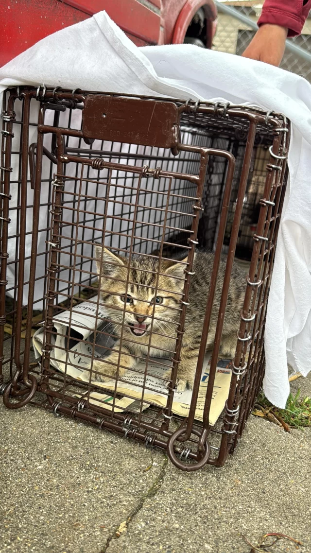 Sometimes, trapping kittens really does feel like a cartoon scene! 📺

Last week, our team used a drop trap to safely catch a litter of kittens living under an abandoned car in a colony caretaker’s backyard. We set the trap, baited it with classic tuna, and waited quietly. Within minutes, two curious kittens wandered underneath—and with a quick tug of the line from a distance, the trap gently dropped around them! 📦

To catch the remaining two, we placed a regular humane TNR trap near their already-captured siblings. Sure enough, the kittens couldn’t resist joining the party, and we safely trapped them too.

Now all four—Macaroni, Rigatoni, Ditalini, and Rotini—are settling into a foster home. They’ll spend some time socializing and learning to trust humans before they’re ready for adoption! 🏡💞

#TreeHouseCats #KittenSeason #Kittens #Cats #TNR #chicago
