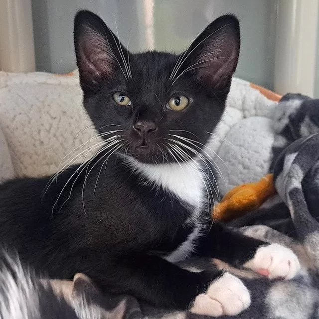 There’s a party on our adoption floor, and it’s a ‘black tie’ event. 🤵⁠
⁠
Have you noticed that we have a ton of tuxedo cats available for adoption? 🤔They must have realized that it’s prom season! 🕺⁠
⁠
Will you let one of these dapper kitties take you to prom?⁠
🖤 Steak N Shake⁠
🤍 Honeysauce⁠
🖤 Cruella⁠
🤍 Granny Smith⁠
🖤 Halfmoon⁠
🤍 McDonalds⁠
🖤 Bessie⁠
⁠
🔗 Adopt today: https://treehouseanimals.org/adopt/adoptable-animals/
