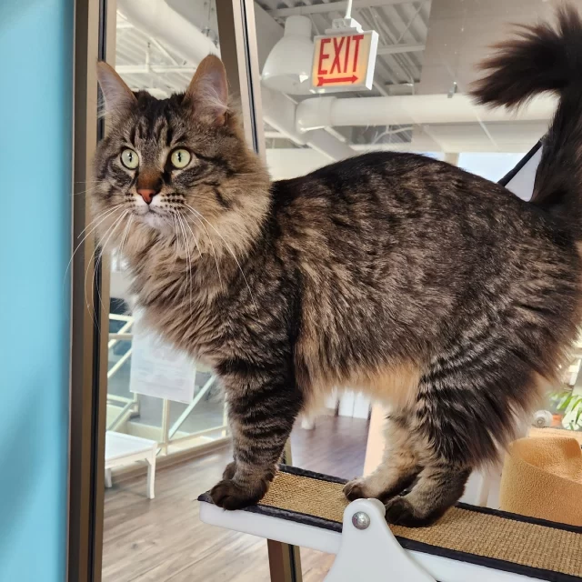 We’ve got a special adoption recap from our recent #EmptyTheShelters event, made possible by our friends at @‌BISSELLPets! Thanks to reduced adoption fees, 29 #TreeHouseCats found their way into loving homes! 2️⃣9️⃣🙌⁠
⁠
Why the lower fees? To help ease financial barriers and make adoption more accessible! Whether the savings went toward gas to get here, a few bags of kibble, or a celebratory treat—we’re all for it! 🥰 What matters most is that these cats are now home. 🏘️💚🏢⁠
⁠
During the two-week event, we matched a former mama cat, a shy sweetheart, and even two #BetterTogether bonded pairs with their perfect people. That’s the kind of magic we love to see. With 29 cats adopted, we’ve made room for 29 more to join our adoption floor and find their own #HappyEndingTails. 📖