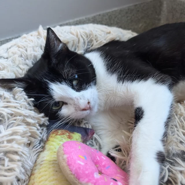 Meet Penderwick—though around here, we often call her “Pendie” or “Penny”! 👛⁠
⁠
Pendie is a shy girl when it comes to meeting new people. She’ll often dart away and hide at first—but don’t let that fool you. Our friends at City of Herrin Animal Control shared that once she feels safe, she absolutely loves to be held and snuggled on a warm lap. 🥰⁠
⁠
One of our cat care technicians has been spending time with her, and Pendie has started to blossom. She melts for gentle head and chin pets—flopping over in delight—and turns into a full-on purring machine. She’s a quiet lovebug just waiting for the right person to notice her.⁠
⁠
Pendie also adores other #TreeHouseCats. Since arriving on our adoption floor, she’s been eager to greet new feline friends and is always up for a game of chase or a playful pounce with wand toys. 😸😸⁠
⁠
Penderwick is available for adoption now. She might be slow to warm up, but if you give her the time and space she needs, she’ll reward you with endless affection, soft purrs, and a very special kind of bond. 💞⁠
⁠
🔗 https://treehouseanimals.org/adopt/adoptable-animals/#sl_embed&page=shelterluv_wrap_1737043975%2Fembed%2Fanimal%2FTHHS-A-15045