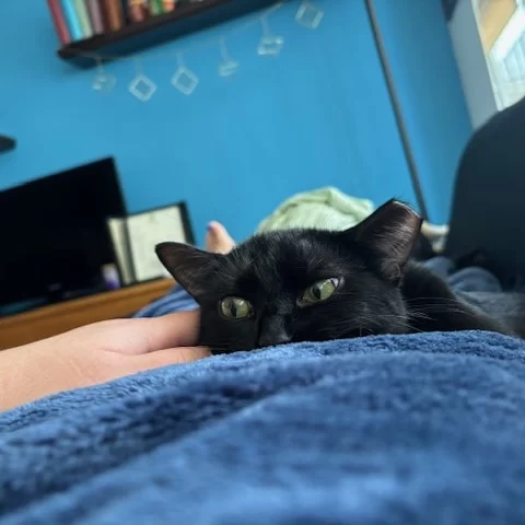 What a difference a year makes! 📅 Nube’s gone from a sweet little kitten to a full-on cat with a larger-than-life personality and a special talent for stealing hearts (and snacks)! 😻⁠
⁠
Since finding her Happy Ending Tail, Nube has blossomed in size, strength, and spirit. 🌸 At home, she’s been cozy, content, and endlessly adored, with her doting big sister by her side for double the fun, cuddles, and adventures. 🐈‍⬛❎2️⃣⁠
⁠
Still a young kitty figuring out the world, Nube gains more confidence every day—along with a growing appetite. 😋 She’s the official household food thief, always plotting how to try and steal her sister’s meals. 😹 When she’s not on the prowl for treats or zooming around, Nube loves her "bird TV" time on YouTube (the closer to the screen, the better) to kick back and recharge. Nothing stands between her and her stories! 📺🐦‍⬛⁠
⁠
While Nube remains shy around strangers, winning her trust is totally worth it. 🏆🙌 Once at ease, she reveals her sweet, cuddly side and loves to play, showing just how truly special she is and always will be. Here’s to another 365 days of love, laughter, and all the joy Nube brings to her adoring family! 🎊💕