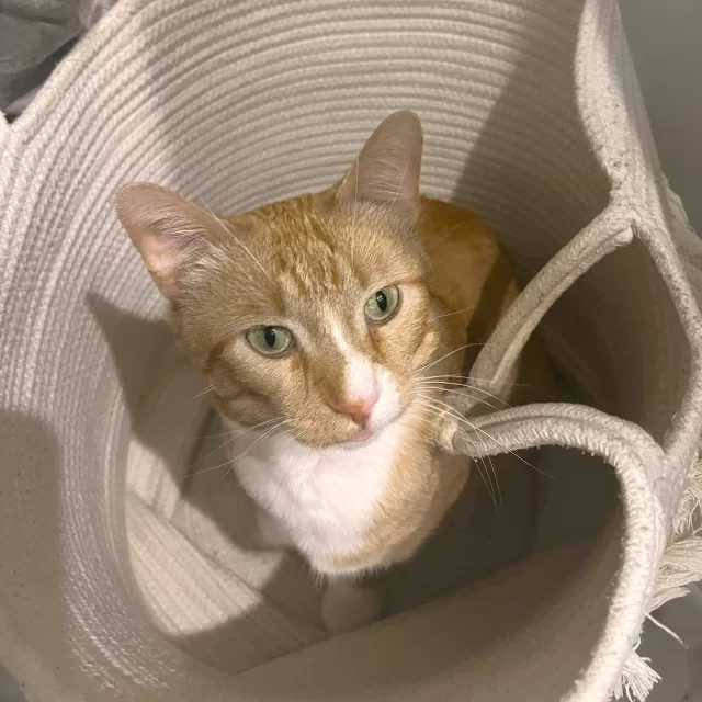 After a long and bumpy road, Sisko has finally arrived at his destination: home. 🧡⁠
⁠
In January, we transferred Sisko from Chicago Animal Care & Control as an emergency case. This brave orange tabby had a severely injured neck, a front limb that ultimately required amputation, anemia—and on top of it all, a compromised immune system due to feline leukemia virus (FeLV). 😷⁠
⁠
We knew his road to recovery wouldn’t be easy. But from the start, Sisko showed us he had the heart of a fighter. 💖⁠
⁠
Healing was slow and sometimes complicated, especially with his weakened immune system. But our dedicated medical staff never gave up—staying late, thinking creatively, and doing everything they could to help him heal. His energetic, dog-like personality didn’t make rest easy either! 🦴🐶⁠
⁠
Once Sisko was strong enough for surgery, our team geared up for the next challenge: amputation. Thanks to the incredible care from both our staff and his foster, the procedure was a success—and his recovery included cozy sweaters to protect his incision and lots of TLC. 🥰⁠
⁠
After everything he’d been through, Sisko didn’t have to go far to find his perfect match. He was adopted by the people who had already given him so much: his foster family. 👪️⁠
⁠
Welcome home, Sisko. You’ve earned it. 🏘️