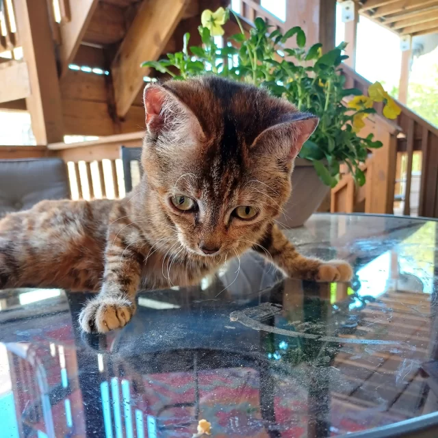 After what felt like the longest spring, summer has finally arrived in Chicago—and no one’s enjoying it more than Fink! ☀️🏙️⁠
⁠
Her foster pawrent recently brought her outdoors for a bit of supervised sunshine and a gentle summer breeze. As she soaked it all in, we couldn’t help but hope: maybe this is Fink’s lucky season. 🍀⁠
⁠
Over a year ago, Fink was found as a tiny, injured kitten by a Good Samaritan at Indian Boundary Park—just a few blocks from Tree House. Since then, she’s grown stronger, braver, and more full of personality with each passing day.⁠
⁠
Fink has come a long way. Now, she just needs someone to meet her where she is. If that sounds familiar, you two might just hit it off. 💞⁠
⁠
🔗 https://treehouseanimals.org/adopt/adoptable-animals/#sl_embed&page=shelterluv_wrap_1737043975%2Fembed%2Fanimal%2FTHHS-A-6051