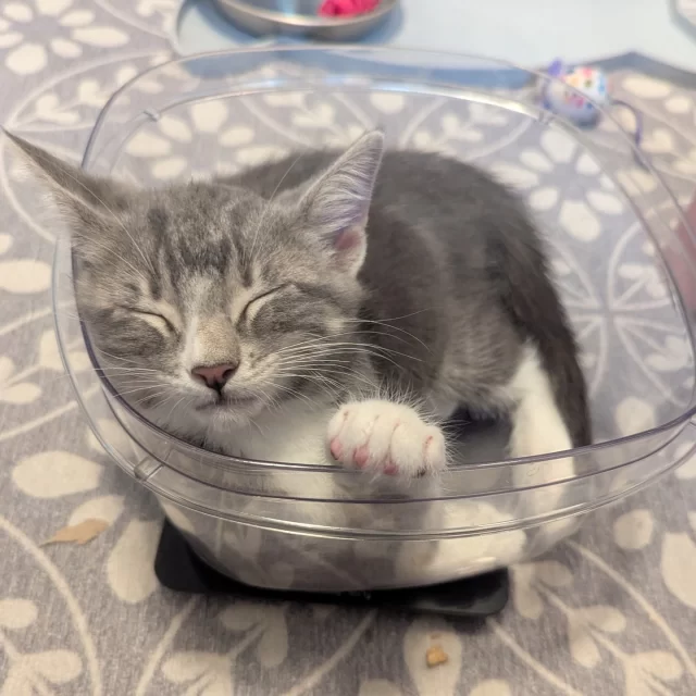 ⚠️ FOSTERS NEEDED ⚠️

#TreeHouseCats need YOU! While #KittenSeason means we’re surrounded by cute fur babies, it also means our city has more cats than we can support. 💔

But with your help, we can save more kitties.

There is no shortage of kittens in Chicago who need a safe place to grow before they can be adopted. On the flipside, there is limited space for cats at our shelter! But if you foster, that gives us more space and caring hands—valuable resources that we are in need of right now. 🙌

Got any extra space in your home (and in your heart) to foster? Learn more at https://treehouseanimals.org/engage/volunteer/foster/