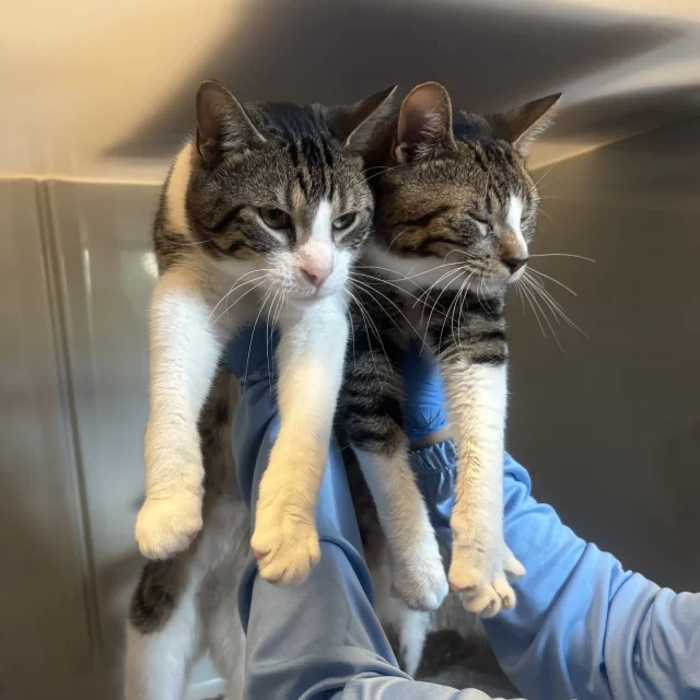Two weeks ago, our team visited @chianimalcareandcontrol (CACC) to transfer several cats into our care—including a sweet tabby-and-white guy named Rooster Booster*. 🐔⁠
⁠
What we didn’t realize at the time was that Rooster Booster had arrived at CACC with another cat: his best friend, Tuna Tornado*. 🐟️ Because CACC is currently stretched beyond capacity, the two weren’t housed side by side, and unfortunately, their bond slipped through the cracks. 🥺⁠
⁠
Luckily, volunteers and advocates at CACC noticed Tuna Tornado wasn’t himself without his buddy—and they reached out to us to share what had been missed. As soon as we heard, our team jumped back in the van and brought Tuna Tornado to Tree House. The moment they were reunited, the two started purring, sniffing, and curling up together like no time had passed. 🥰⁠
⁠
In a time of overwhelming need across local shelters, moments like these remind us that compassion and collaboration make all the difference. Thank you to the folks at CACC and to everyone who spoke up to help bring these two back together. 💞⁠
⁠
We’d also like to extend a heartfelt thank-you to those who generously made donations in honor of the reunification—your support means the world. 💌⁠
⁠
* Rooster Booster and Tornado Tuna’s names at CACC were Caligutus and Illusion, respectively.