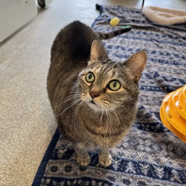 In honor of National Garfield Day, we’re celebrating a big kitty with an even bigger heart. 💓⁠
⁠
Meet Angelique—our lasagna-less Garfield-in-spirit. She’s got the same plush physique, the same love of lounging, and the same slightly dramatic flair when it comes to being disturbed from a nap. 😴 But unlike the famously grumpy cat, Angelique is a total sweetheart. 🥰⁠
⁠
Originally adopted from Tree House as a kitten in 2013, Angelique spent 12 wonderful years with her human. Sadly, her person recently passed away, and Angelique—frightened and grieving—hid under the bed for several days until the landlord found her. 🥺 Our team brought her back into our care, where she’s safe, loved, and getting the support she needs.⁠
⁠
Now, she’s settling in, surrounded by care and comfort. To help with her arthritis and improve her quality of life, Angelique is on a slow, vet-supervised weight loss plan designed to help her feel better—gradually and safely. We’re rooting for her every step (and stretch) of the way. 🐾⁠
⁠
She’s not quite ready to meet new people yet, but when she is, we hope someone sees her for who she is: a one-of-a-kind cat with a big personality and an even bigger heart. 💝