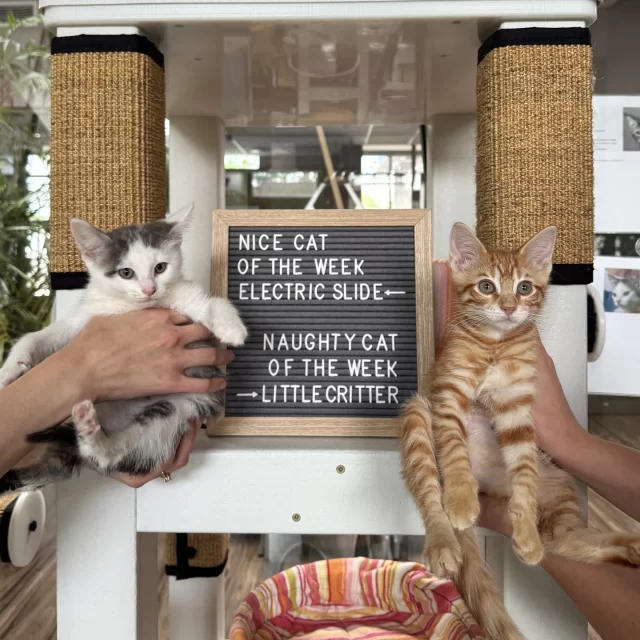 We present to you: Nice & Naughty Cats—KITTEN EDITION! 🍼🐈️⁠
⁠
NICE KITTEN OF THE WEEK: ELECTRIC SLIDE 👍️✔️⁠
He’s the last of his litter to find a home, and his pointy little tail won’t stop wagging! Who's coming to get him? 🙏⁠
⁠
NAUGHTY KITTEN OF THE WEEK: LITTLE CRITTER 👎️❌️⁠
This ginger boy is the noisiest kitten on the adoption floor, but we think this photo of him and his siblings in foster make up for it. 🥺📸⁠
⁠
The flood of kittens this #KittenSeason has hit our adoption floor! Come adopt a cutie (or two!) at Tree House during our adoption hours: Wednesdays through Sundays, 12pm to 6pm.⁠
⁠
🔗 https://treehouseanimals.org/adopt/adoptable-animals/