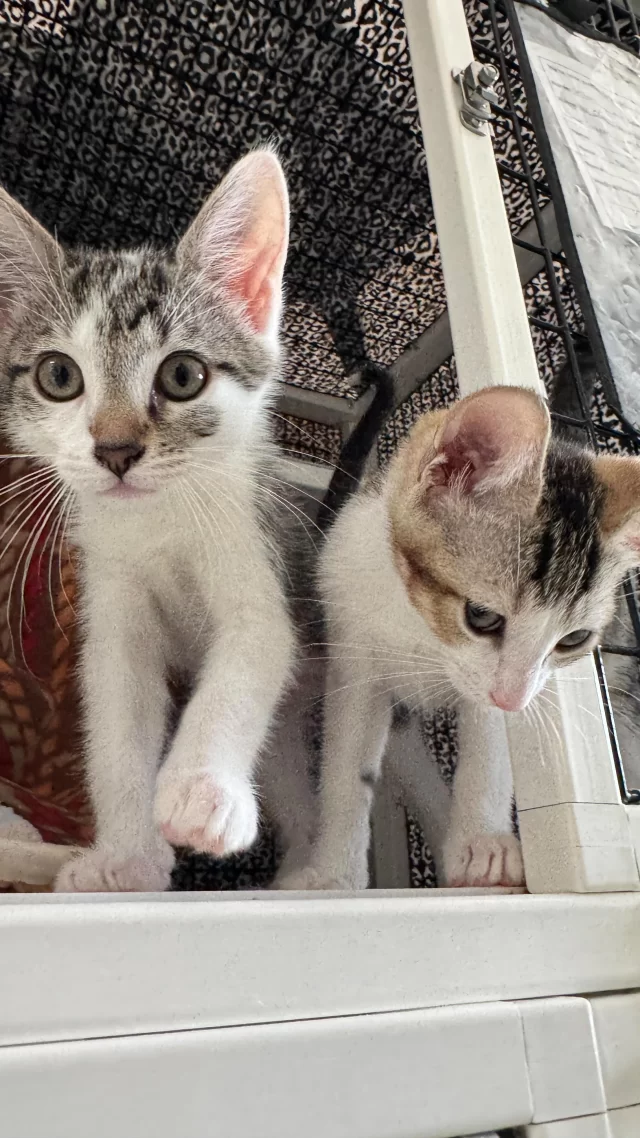 It’s raining kittens at Tree House—come meet your new best friend! 😻

All winter long, folks ask us, “Where are the kittens?” And we always say: Wait for Kitten Season. ⏳

Well… it’s here. Right now. 👇

Our adoption floor has two full rooms dedicated to tiny, whiskered chaos—and the more kittens we find homes for, the more we can transfer in from places like @chianimalcareandcontrol 

If you’ve been waiting for the purr-fect time to adopt, this is it.

🔗 https://treehouseanimals.org/adopt/adoptable-animals/

Not quite ready to commit? Fostering is a short-term way to save a little life. Send us an email at foster@treehouseanimals.org

#TreeHouseCats #Adopt #Cats #Kittens #Chicago #KittenSeason