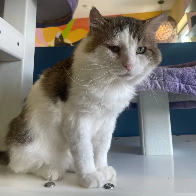 A new chapter for you—and a fresh start for them—begins with adoption. 🏡🐱⁠
⁠
From July 5–19, we’re teaming up with BISSELL Pet Foundation for another #EmptyTheShelters event! 🎉 This is your chance to open your heart and home and make a life-changing difference for a cat in need. 💖🐾"⁠
⁠
For just $70, you can adopt an adult cat (6 months and older) from Tree House Humane Society — and change two lives forever: the cat you welcome into your home and the next cat waiting for their second chance.⁠
⁠
Thanks to the BISSELL Pet Foundation, adoption fees are reduced — but remember, adoptions are available on a first-come, first-served basis! 🕒 To give yourself the best chance of taking home your perfect match the same day, we recommend arriving early during our adoption hours.⁠
⁠
Floof, Supercali, and Ella are all eligible for reduced adoption fees — and they’re dreaming of meeting you. Don’t keep them waiting! 🏡✨⁠
⁠
Check out our eligible adoptable cats here: http://treehouseanimals.org/adopt/adoptable-animals⁠
⁠
#TreeHouseCats #Adopt #Chicago #Shelter #Cats