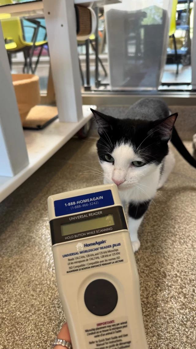 Ever wonder how a pet microchip actually works?

It’s not GPS—but it is your best bet at getting a lost pet home.

When a lost pet is brought to a vet or shelter, we scan between their shoulder blades where the chip sits. Beep! That chip has a unique ID we use to look up the owner’s contact info in a registry.

It only works if someone scans for it—but it’s a lifesaver, especially if your pet isn’t wearing a collar.

June is National Microchipping Month. Take this as your sign to double-check your pet is chipped—and that your info is up to date!

#TreeHouseCats #Microchipped #LostPetAwareness #PetTips #PetTips #Chicago #Cats #Adopt